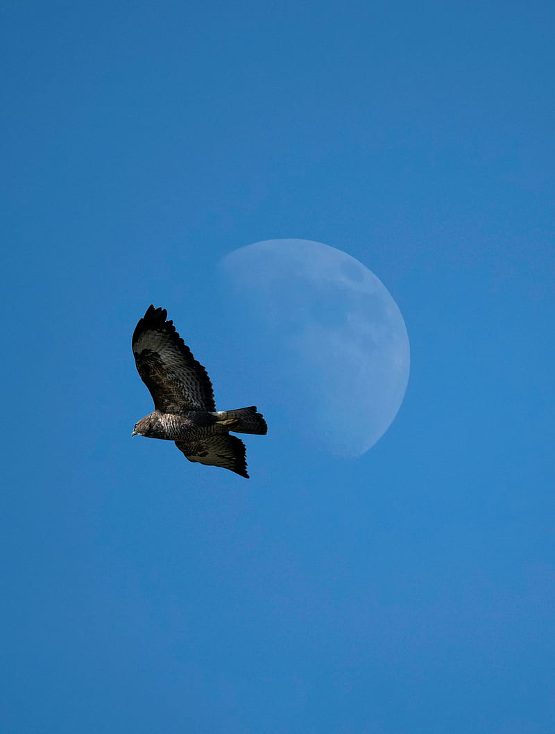 800x1057 HD common buzzard wallpaper