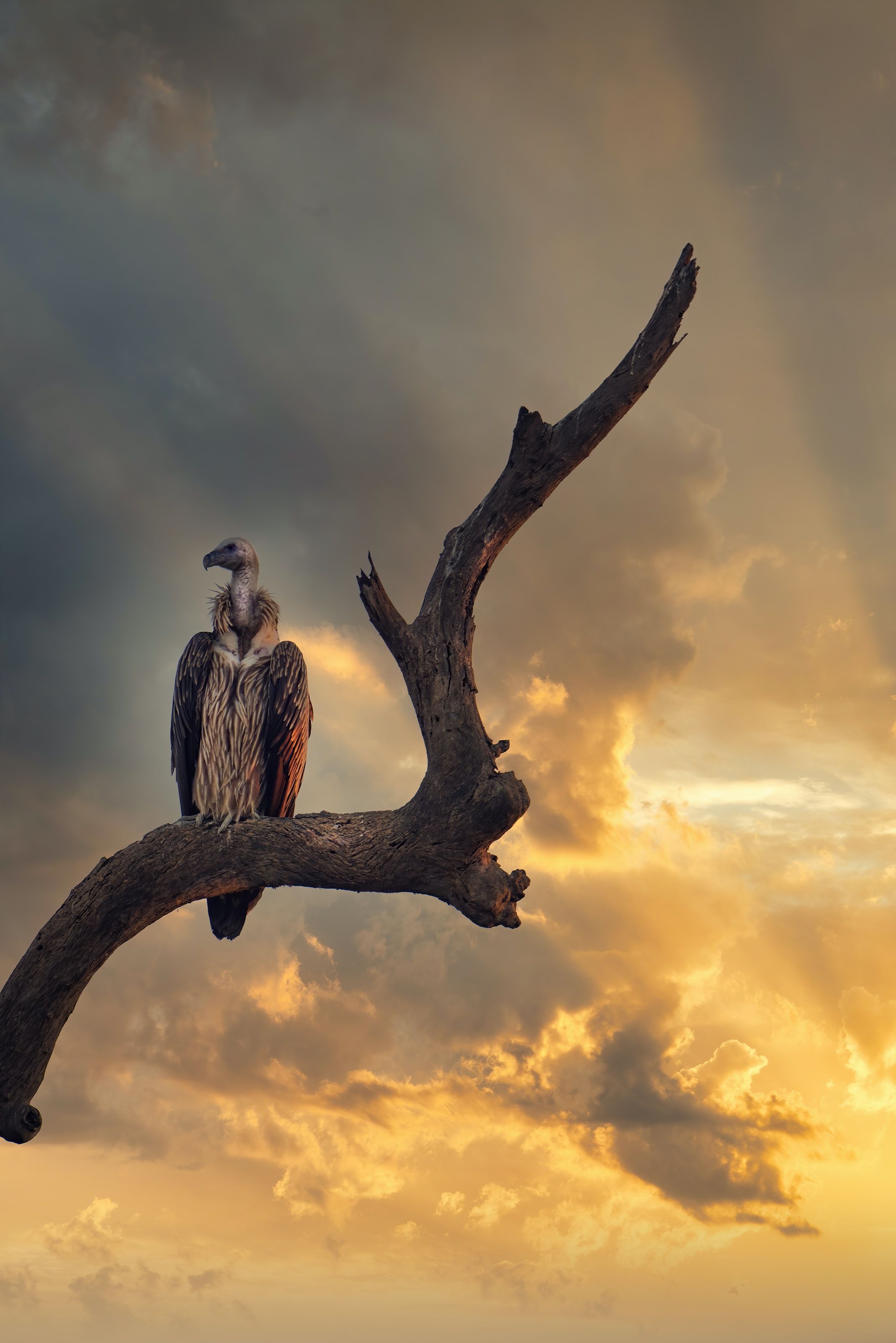 2136x3200 Vulture Phone Wallpaper: Free 4K & HD Downloads