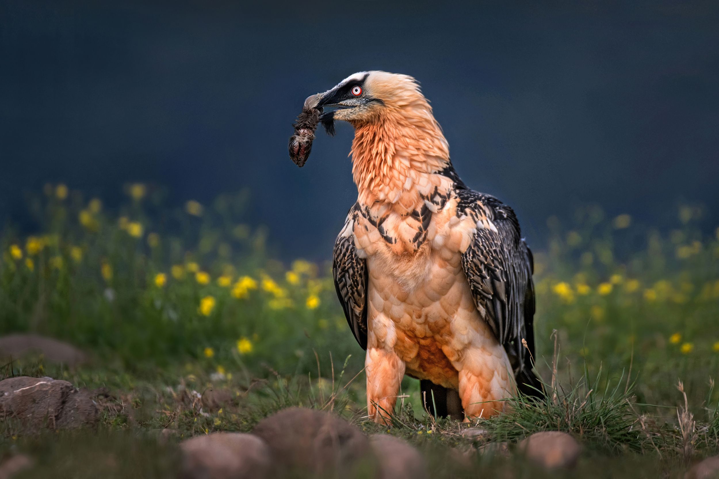 2500x1666 Bearded Vulture Wallpaper