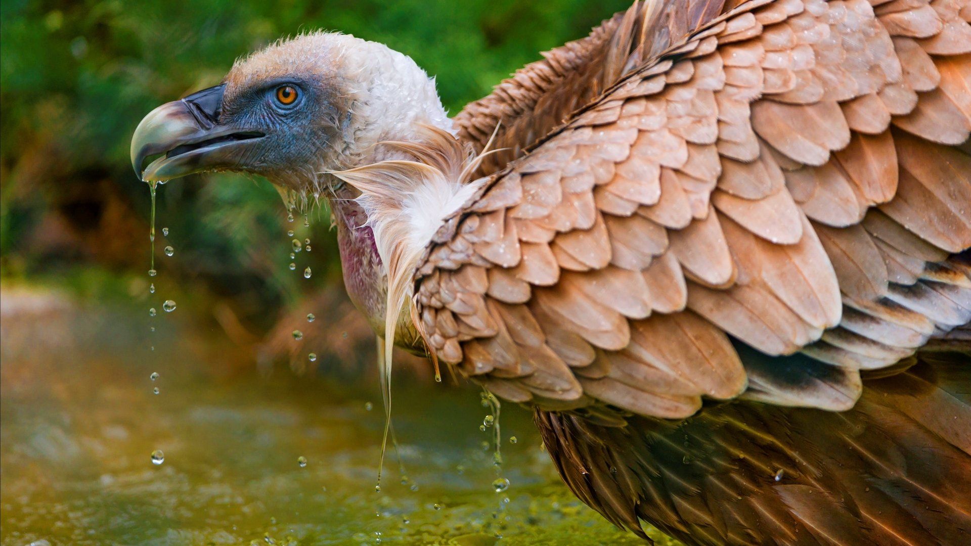 1920x1080 Majestic Vulture Close UpK Ultra HD Wildlife Wallpaperx2160