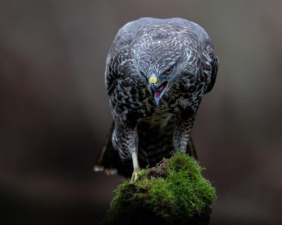 1080x864 Common Buzzard