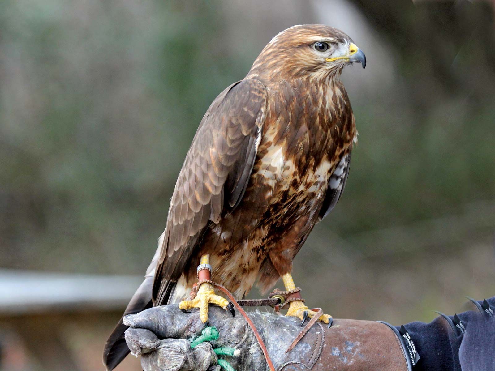 1600x1200 Buzzard. Raptor, Scavenger & Predator