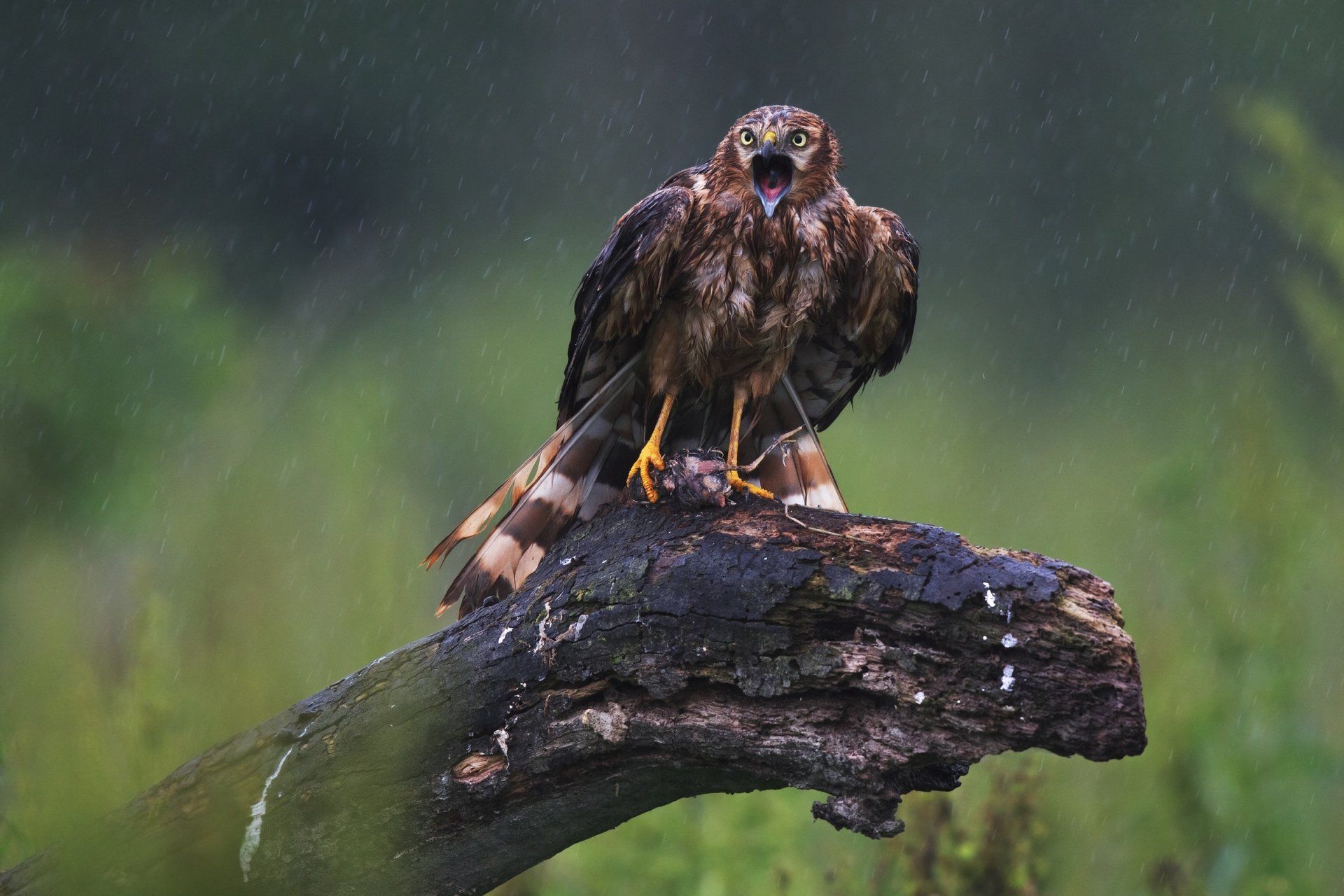 1920x1280 Rain Soaked Common Buzzard