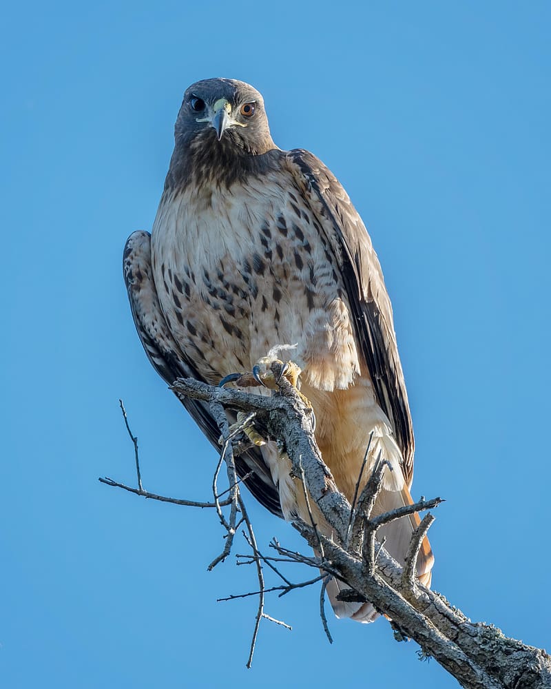 800x1000 Red Tailed Buzzard, Wild, Bird, Log, Sky, HD Phone Wallpaper