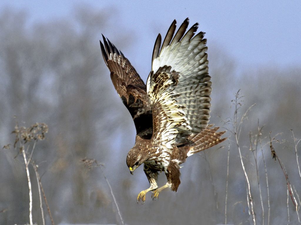 1024x768 Common Buzzard Wallpaper 19956