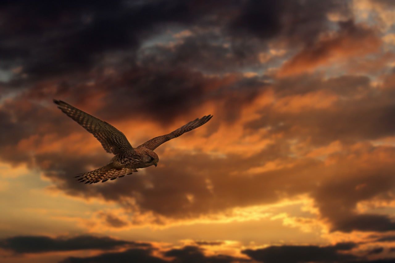 1280x853 Common Buzzard Profile