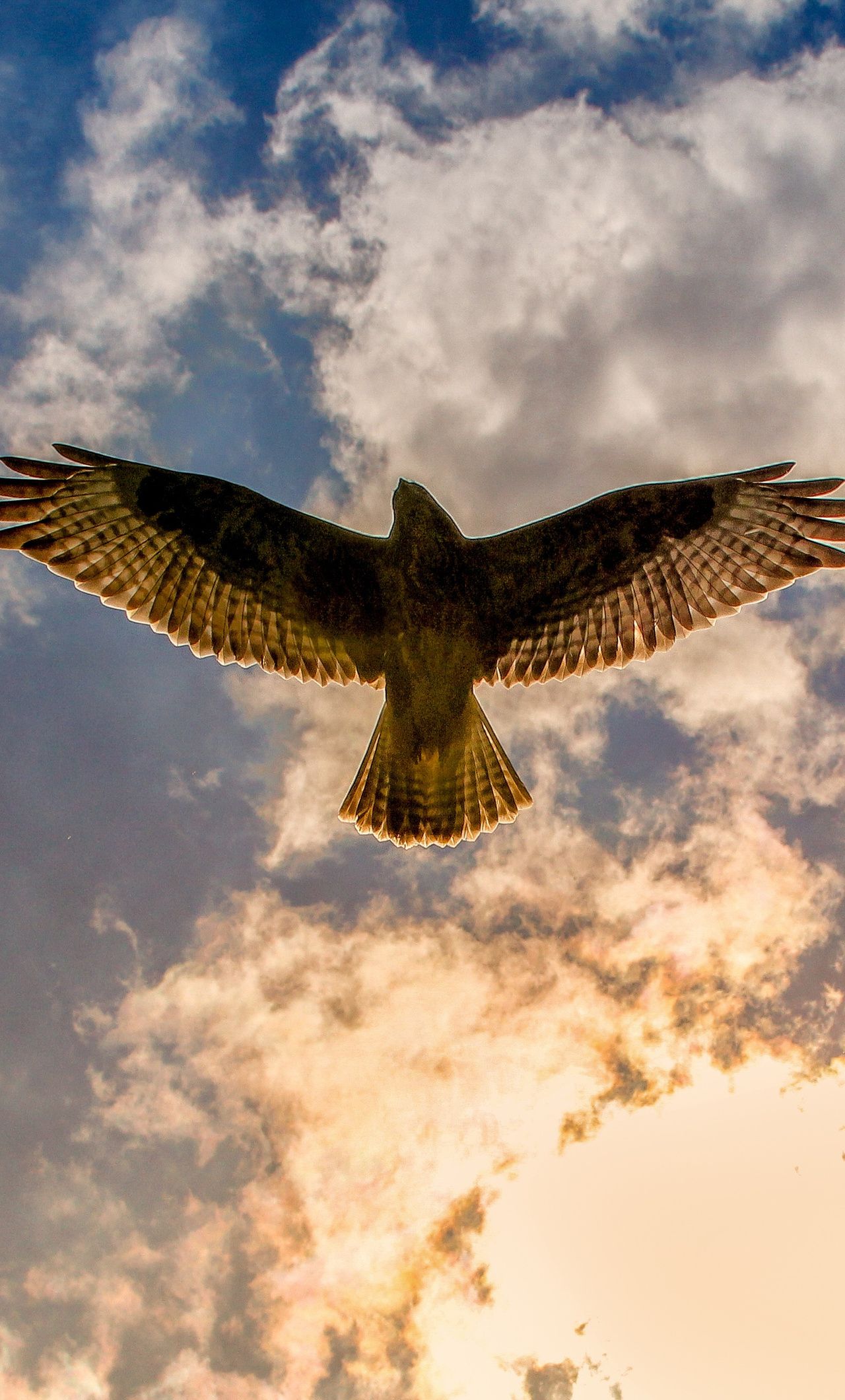 1280x2120 Buzzard iPhone , HD 4k Wallpaper, Image, Background, Photos and Picture