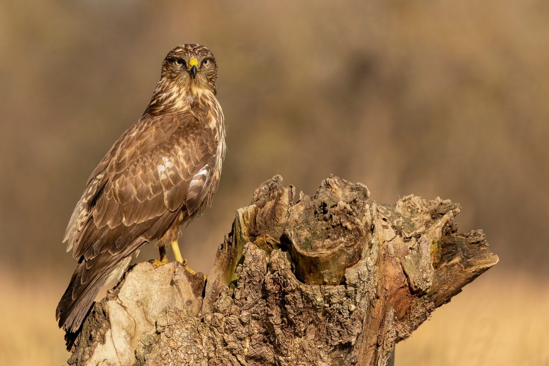 1920x1280 Download Common Buzzard Animal Bird HD Wallpaperx1600
