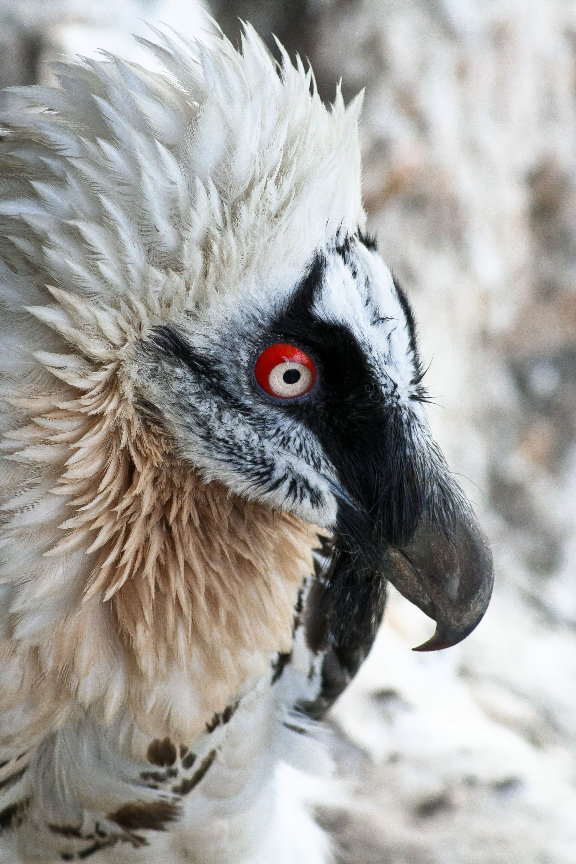 1920x2880 Bearded Vulture Wallpaper