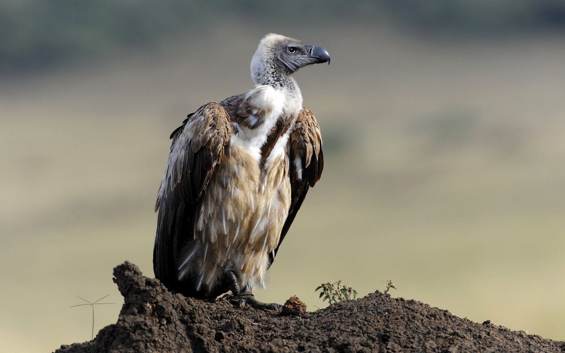 1920x1200 Majestic Vulture In High Definition Wildlife Wallpaperx1200