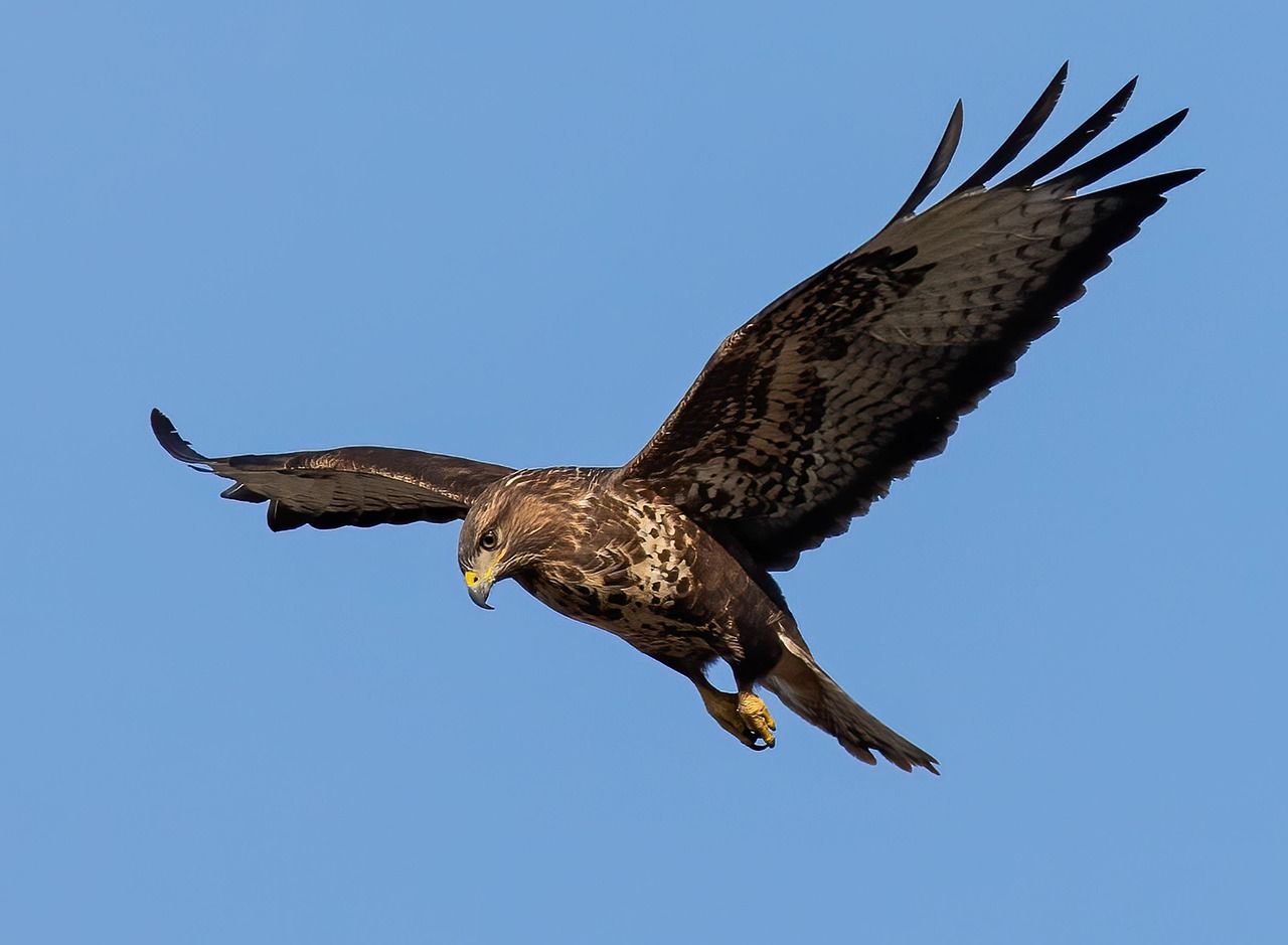 1280x939 Free Buzzard Flying & Buzzard Image