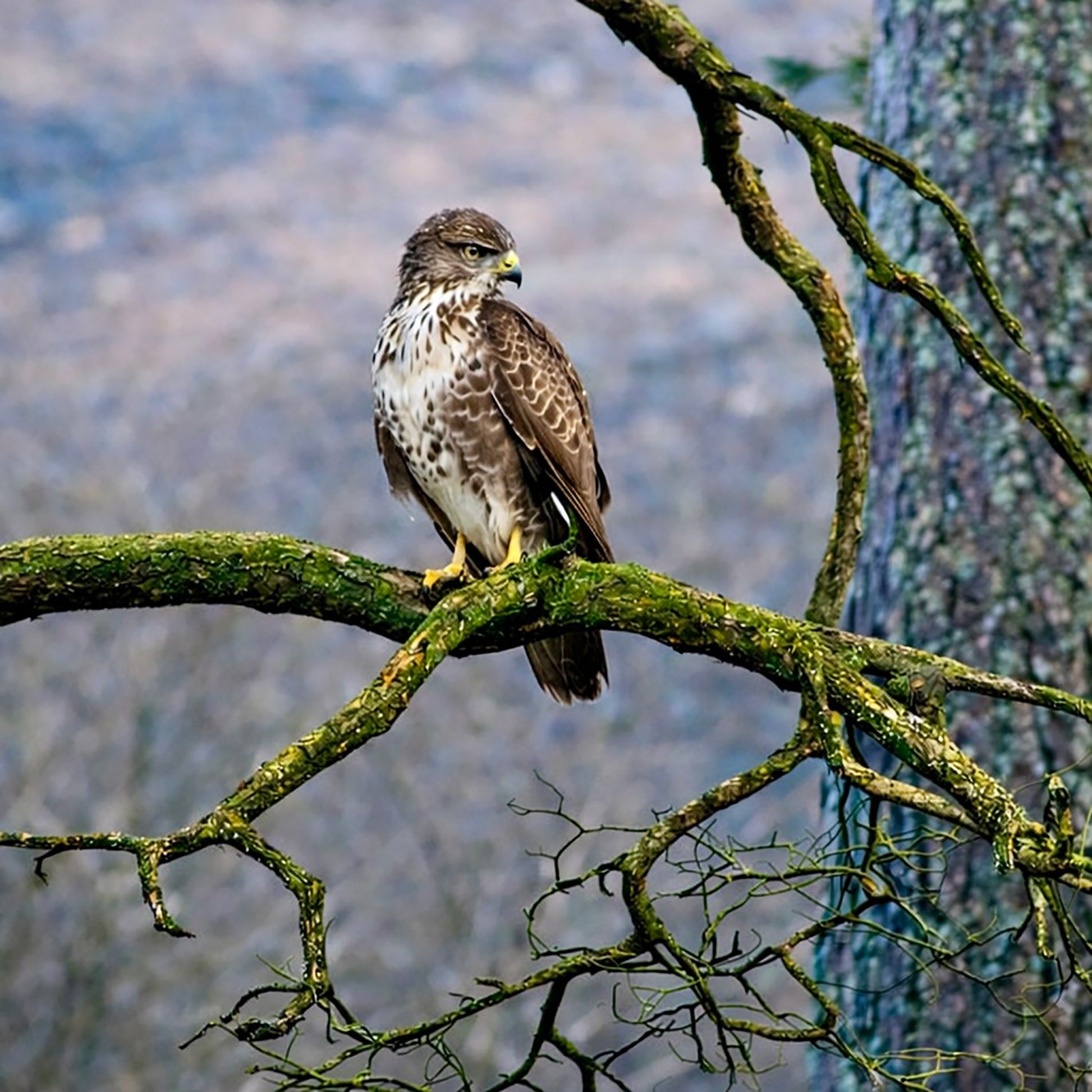 1946x1946 Common Buzzard x 16 inches
