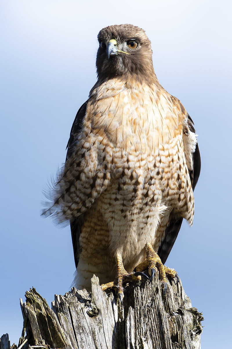 800x1200 Buzzard, bird, tree, HD phone wallpaper