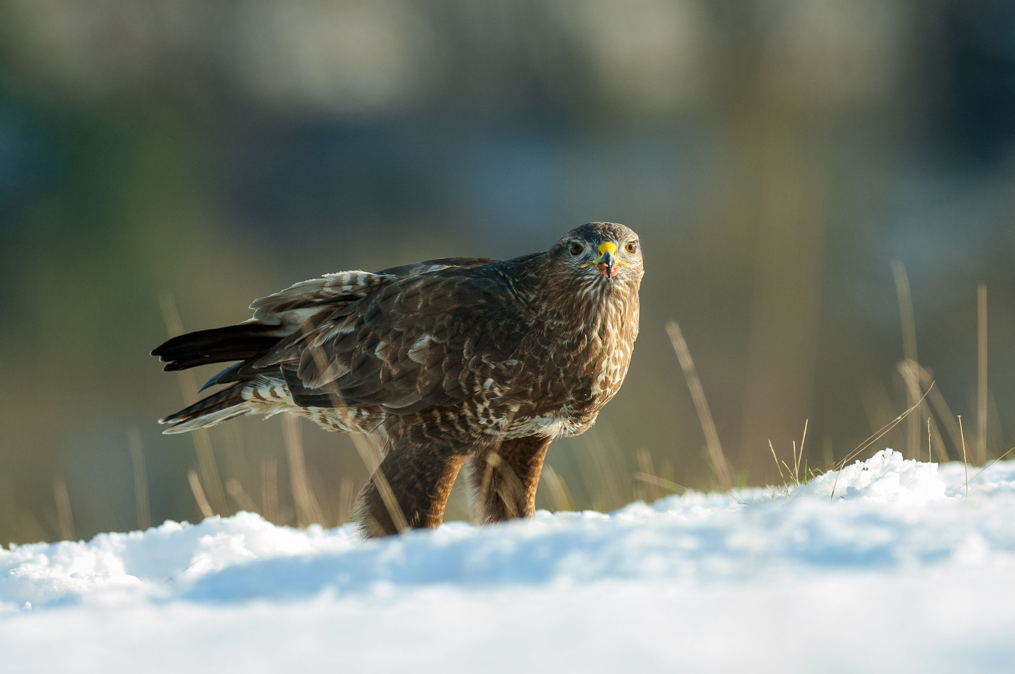 2000x1328 Common Buzzard. Robert Canis Wildlife and Landscape Photographer Kent