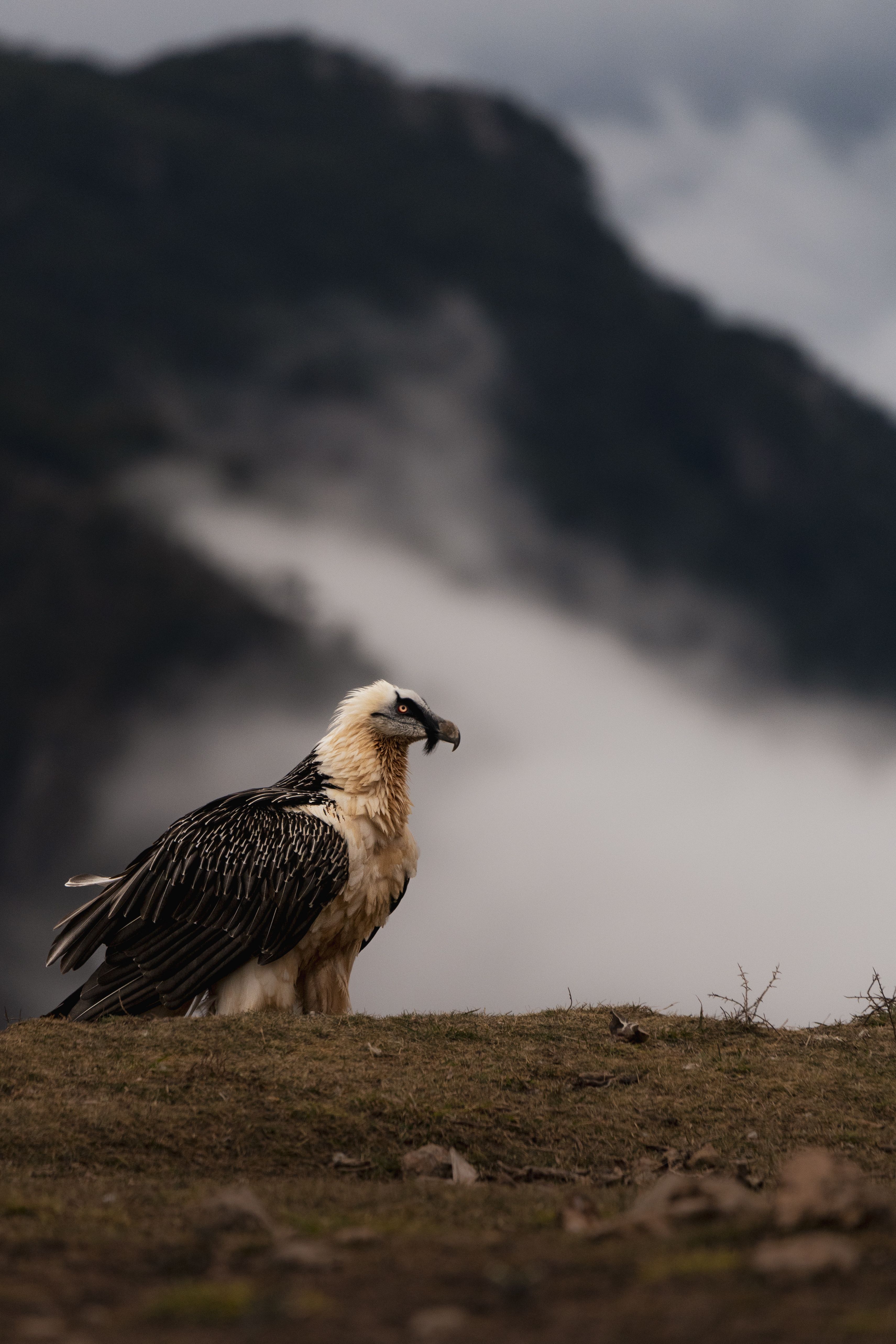3421x5131 Bearded Vulture on Mountain Edge · Free
