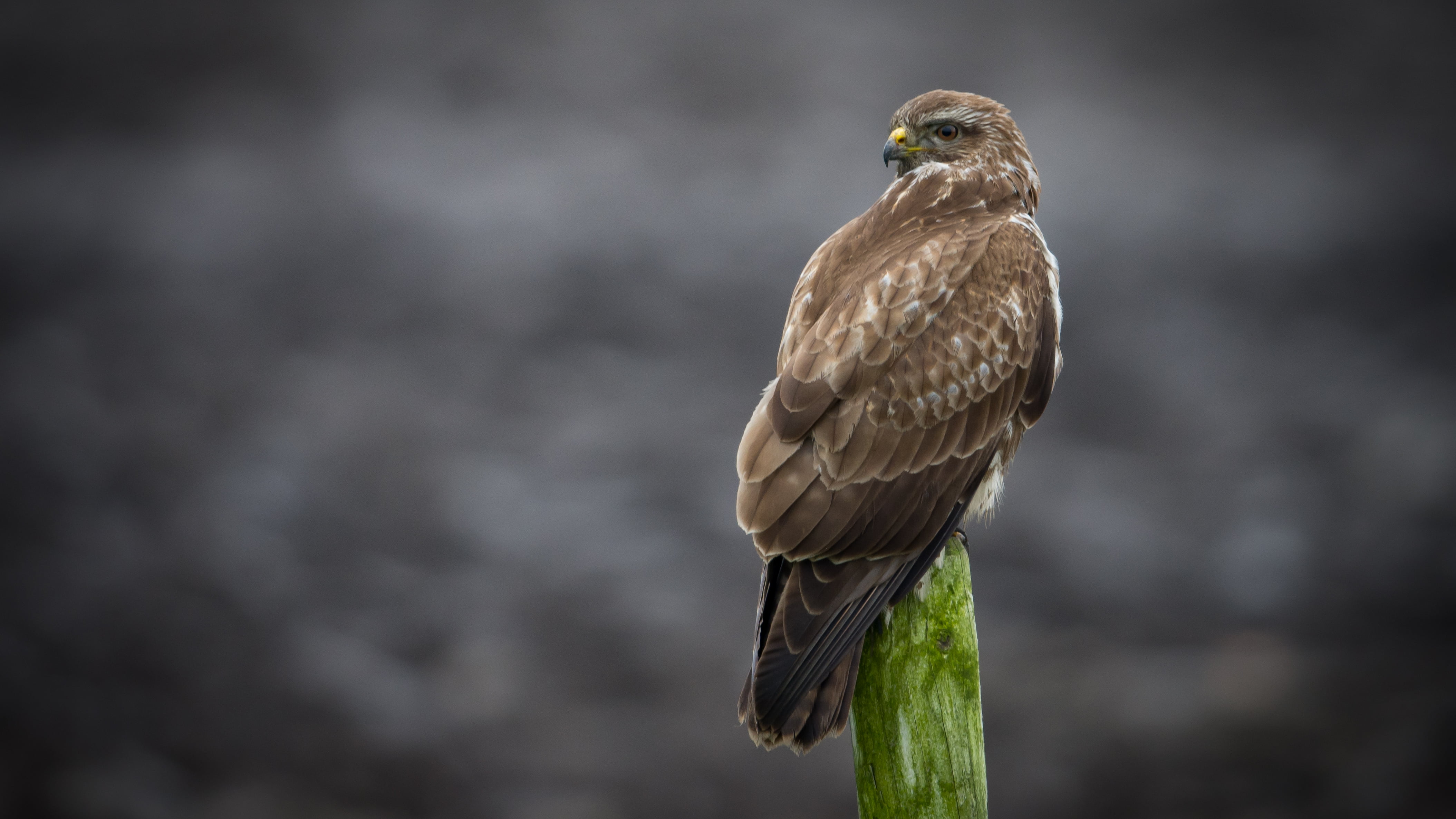 4217x2372 Brown eagle perched on green tree during daytime, buteo buteo, common buzzard HD wallpaper