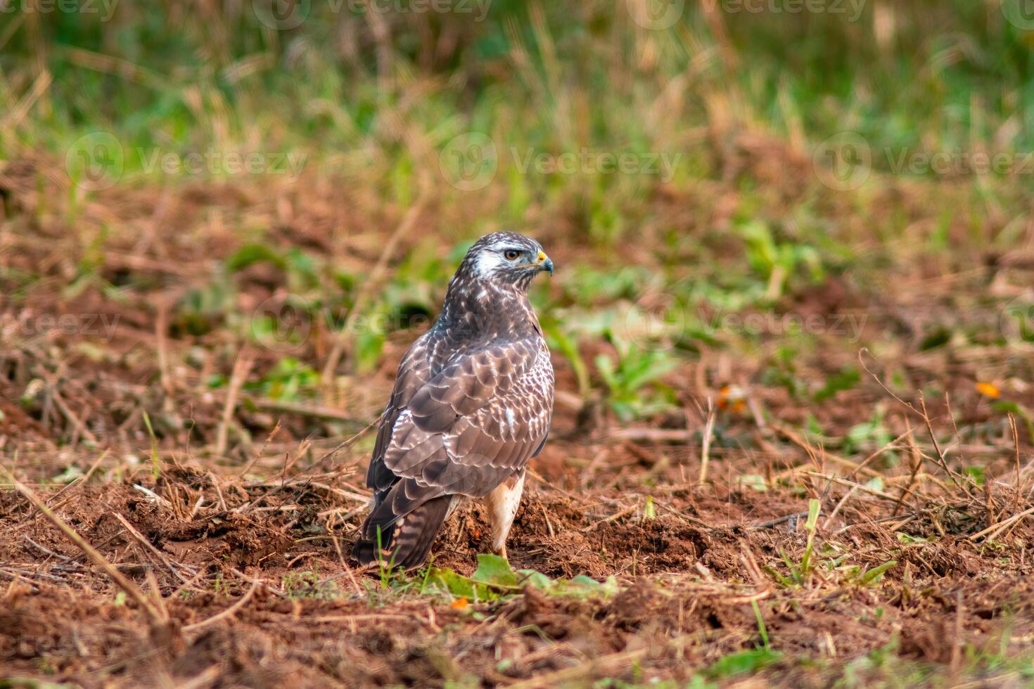 1470x980 a buzzard on the hunt