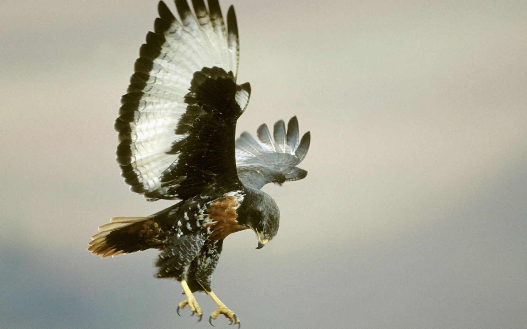 1680x1050 Jackal Buzzard Buteo Rufofuscus In Flight Drakensberg Kwazulu Natal South Africa 4K UHD Wallpaper for UltraHD Desktop and TV : Widescreen and UltraWide Display : Smartphone and Tablet Devices