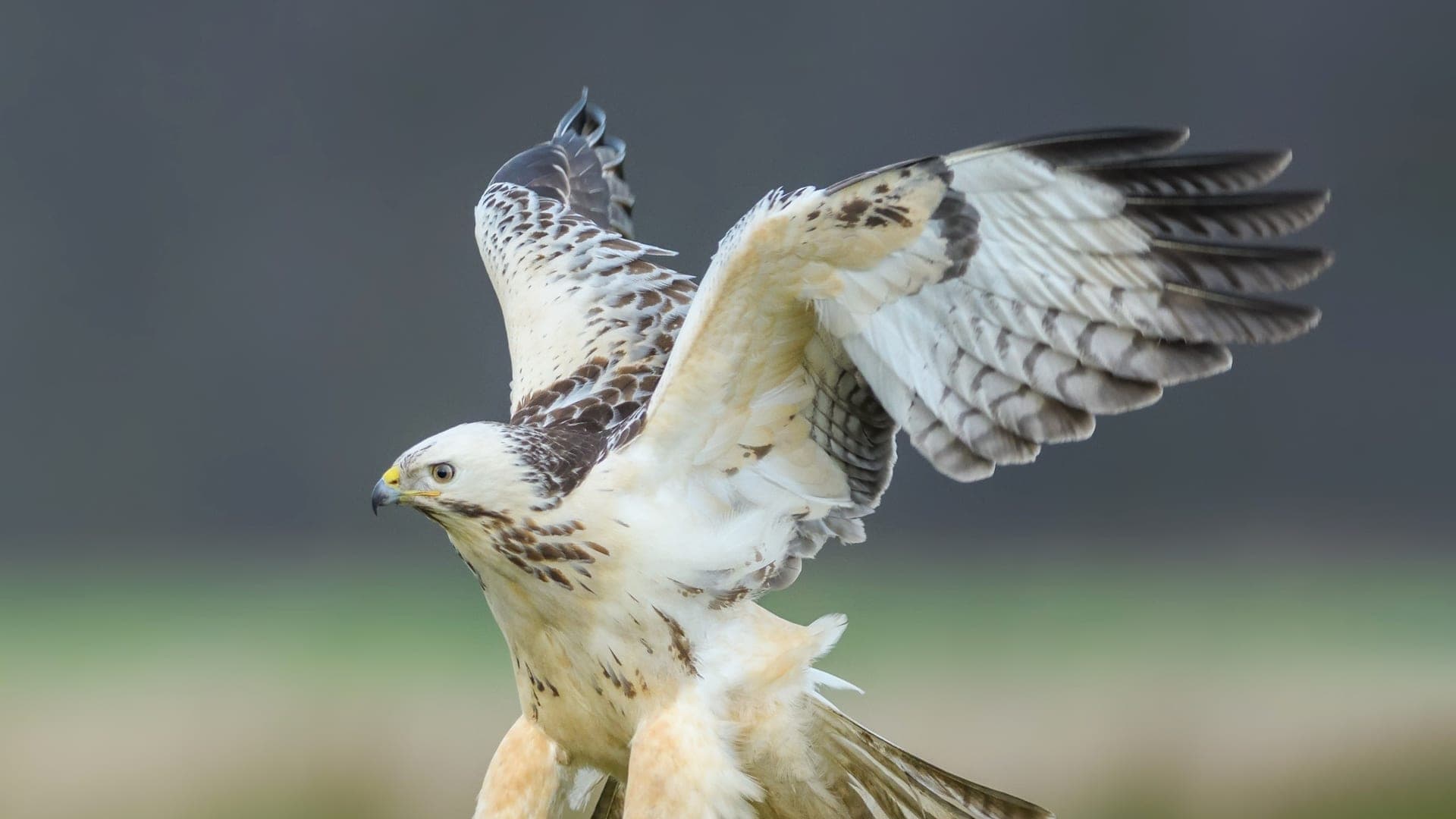 1920x1080 Common buzzards are losing their color diversity