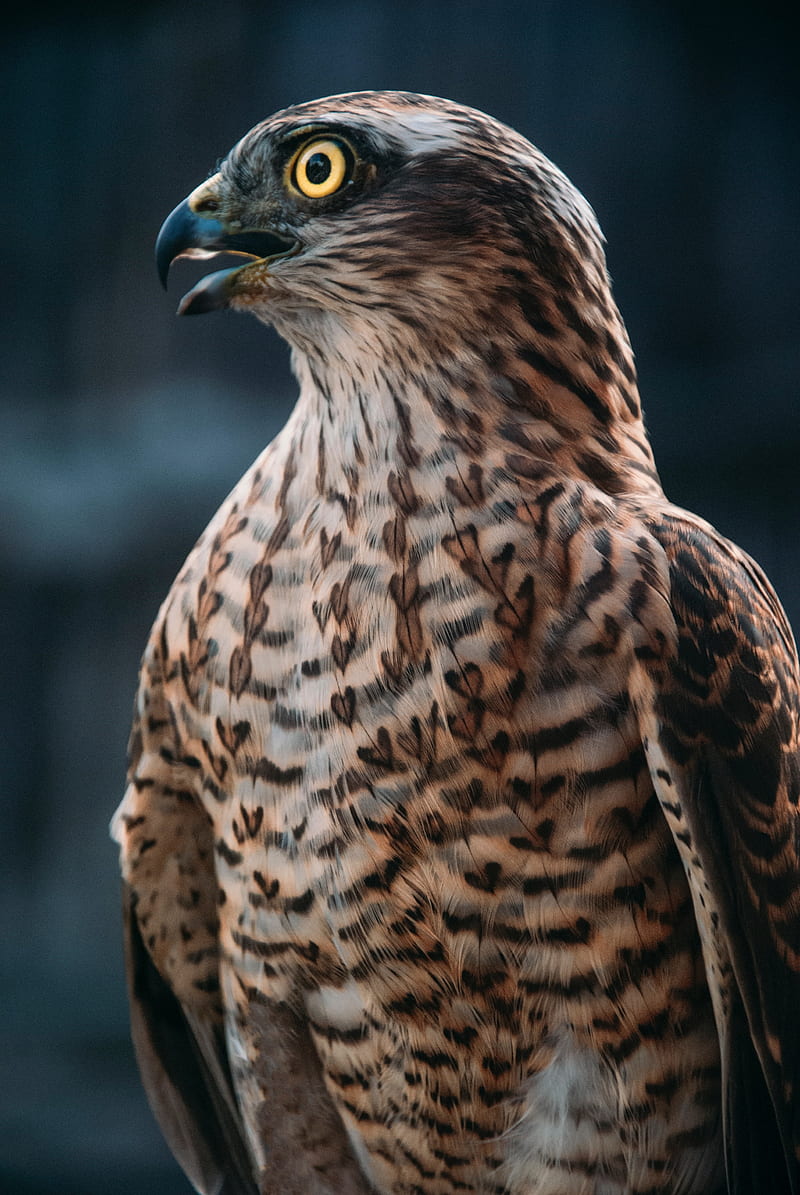 800x1195 Buzzard, hawk, bird, brown, predator, HD phone wallpaper