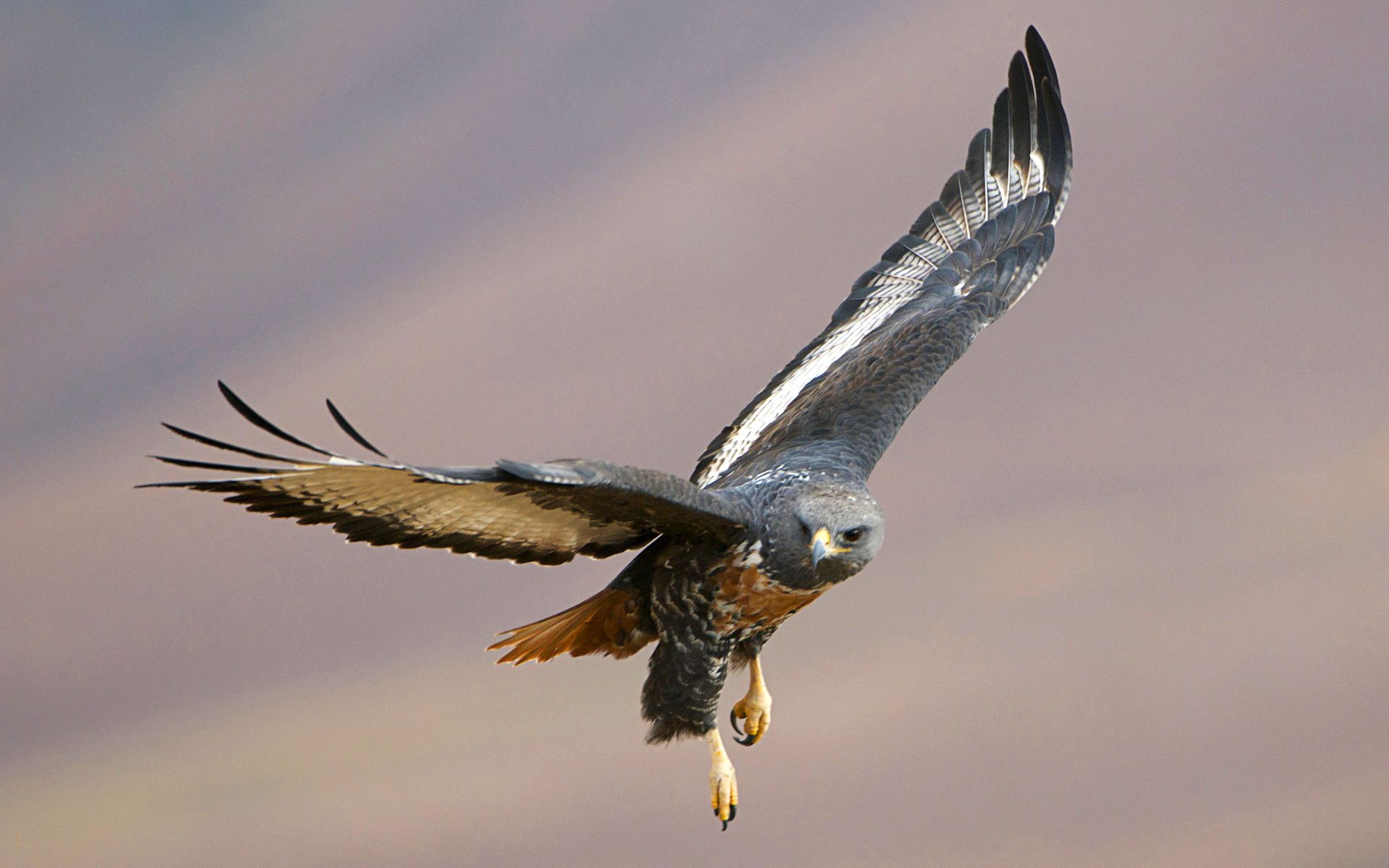 1920x1200 Buzzard Wallpaper