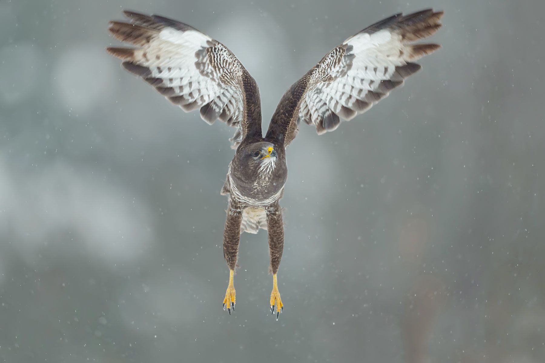 1800x1200 Common Buzzard in Flight During Snowfall. Photographer DK Visuals Damian Kwasek