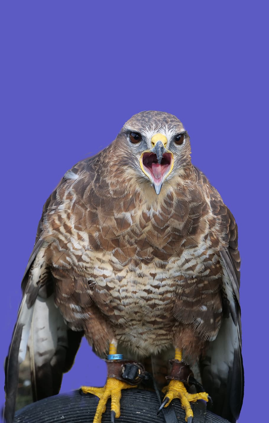 910x1430 HD wallpaper: common buzzard, wildlife, raptor, bird, animal, prey, predator