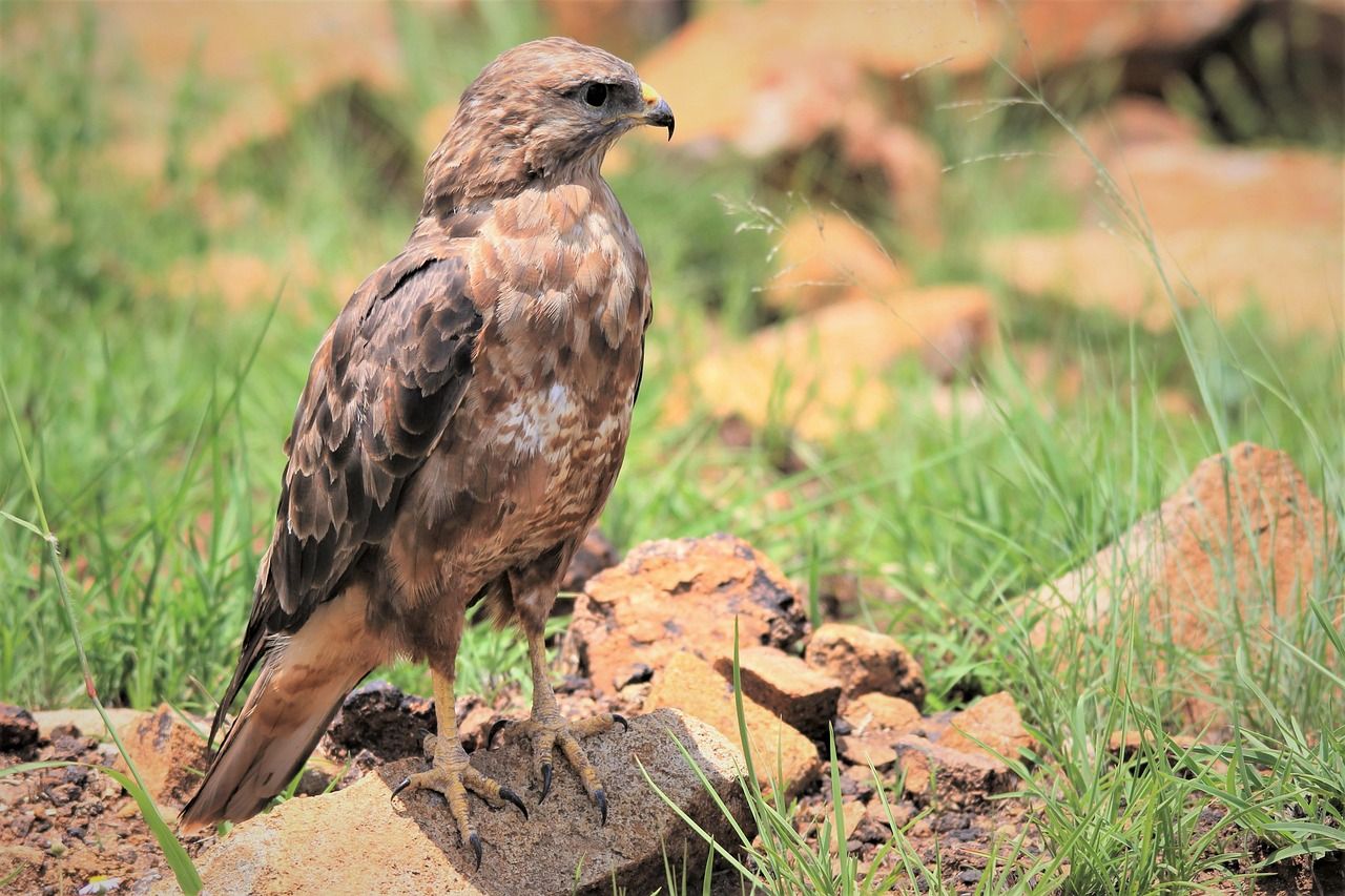 1280x853 Free 4K Buzzard Wallpaper & Beautiful Wallpaper Image