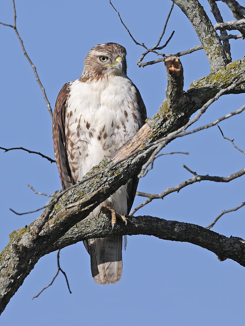 800x1067 Red Tailed Buzzard, Hawk, Bird, Branch, Wild, Sky, HD Phone Wallpaper