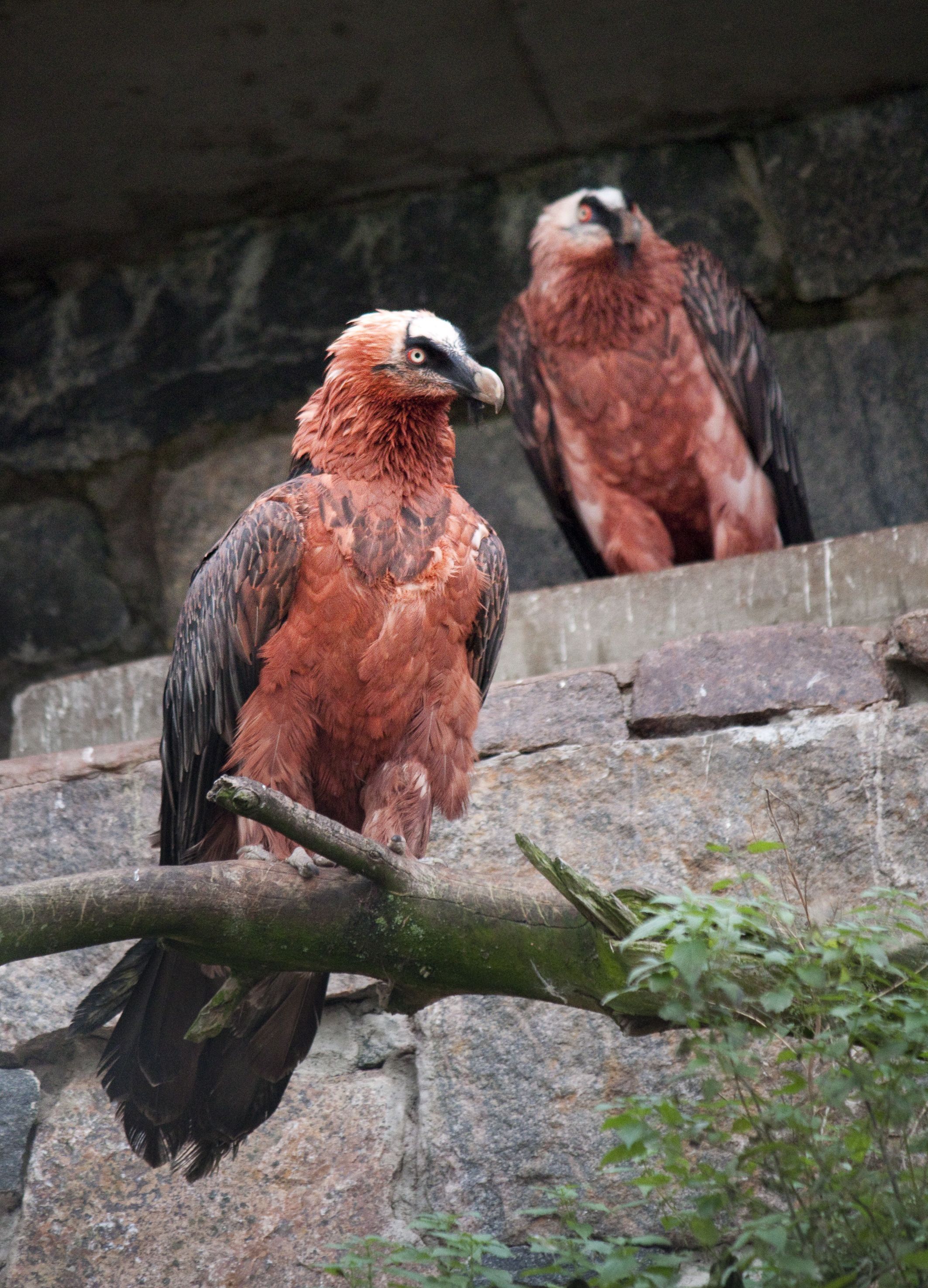 2126x2953 Bearded Vulture Wallpaper