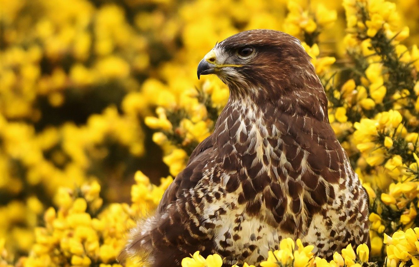 1332x850 Buzzard Wallpaper
