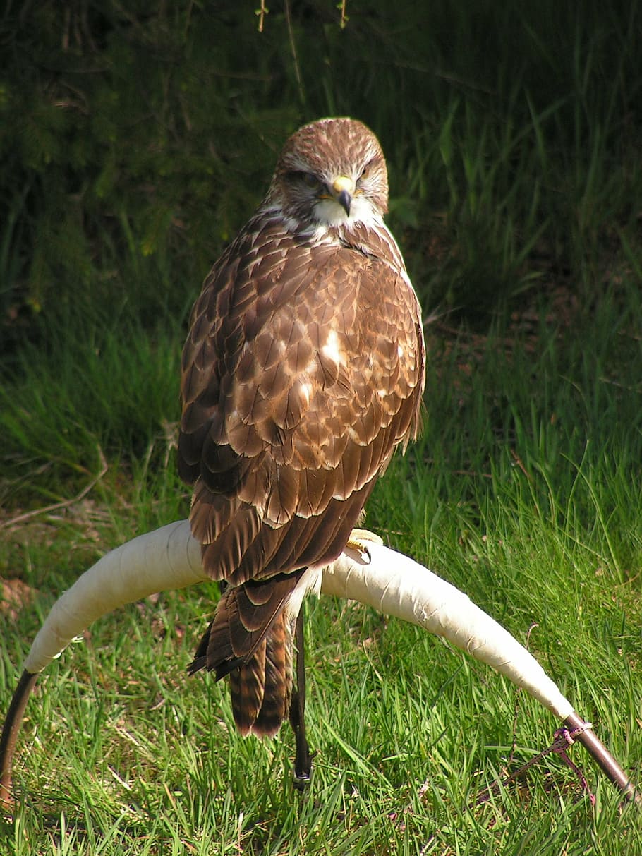 910x1213 HD wallpaper: buzzard, buteo buteo, falconry, training, breeding raptors