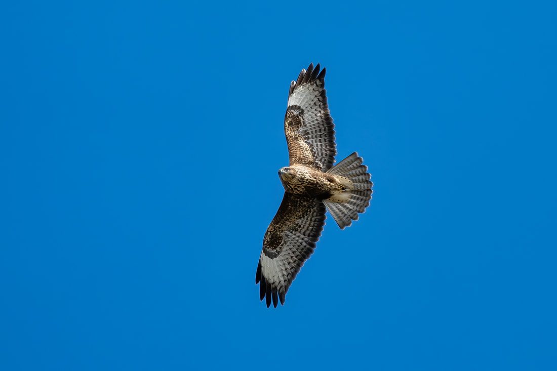 1100x733 Birds of Prey in flight photography