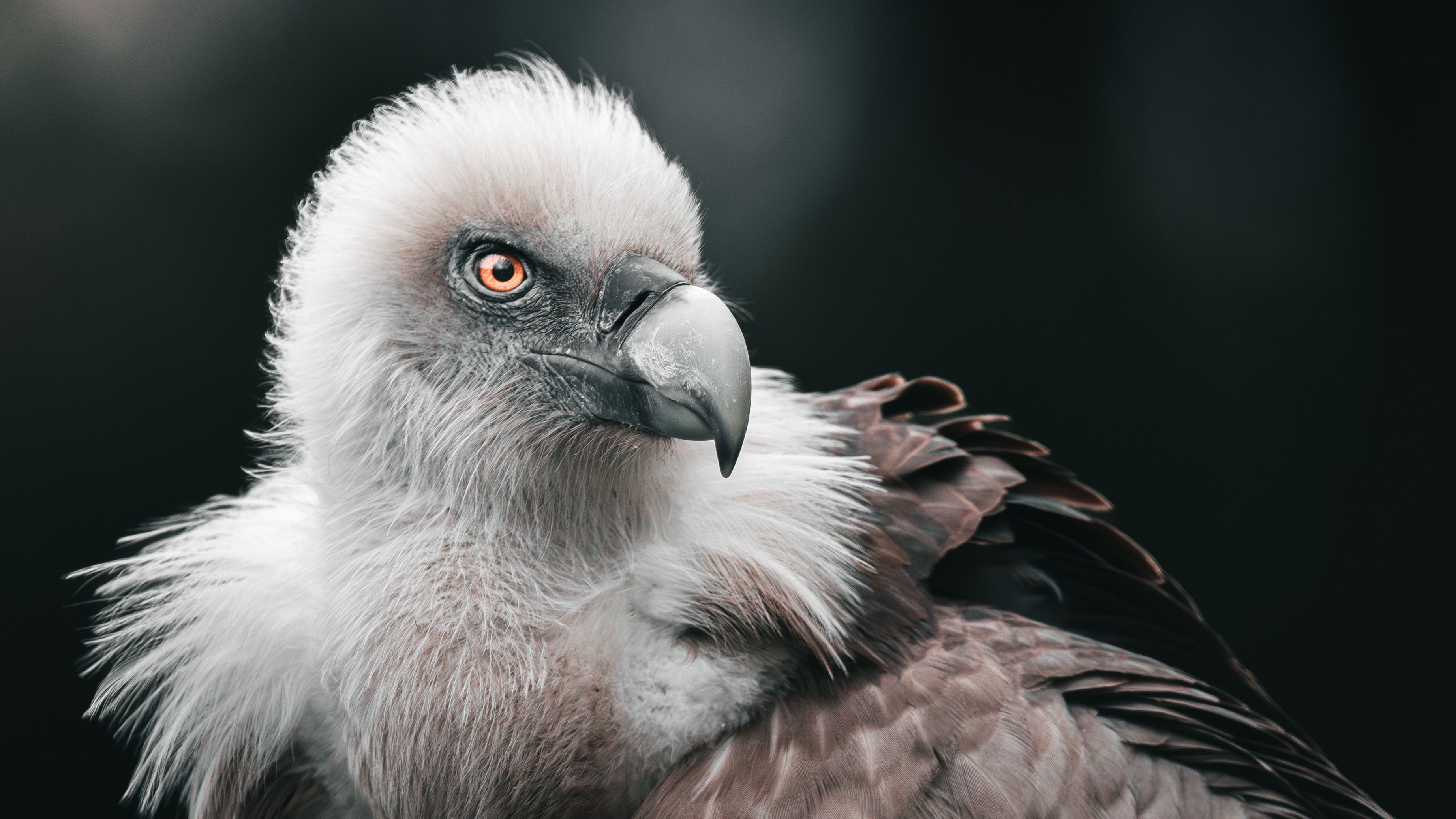 3688x2074 Head of Vulture · Free