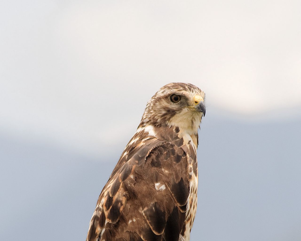 1280x1024 Download wallpaper 1280x1024 buzzard, bird, wildlife, log standard 5:4 HD background