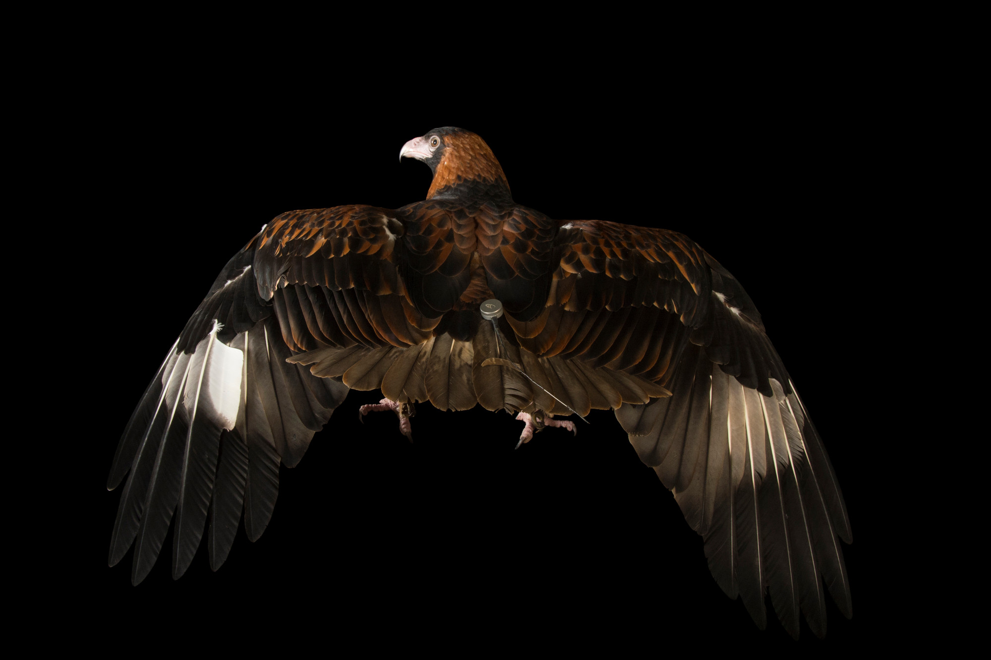 2000x1331 Black Breasted Buzzard (Hamirostra Melanosternon)