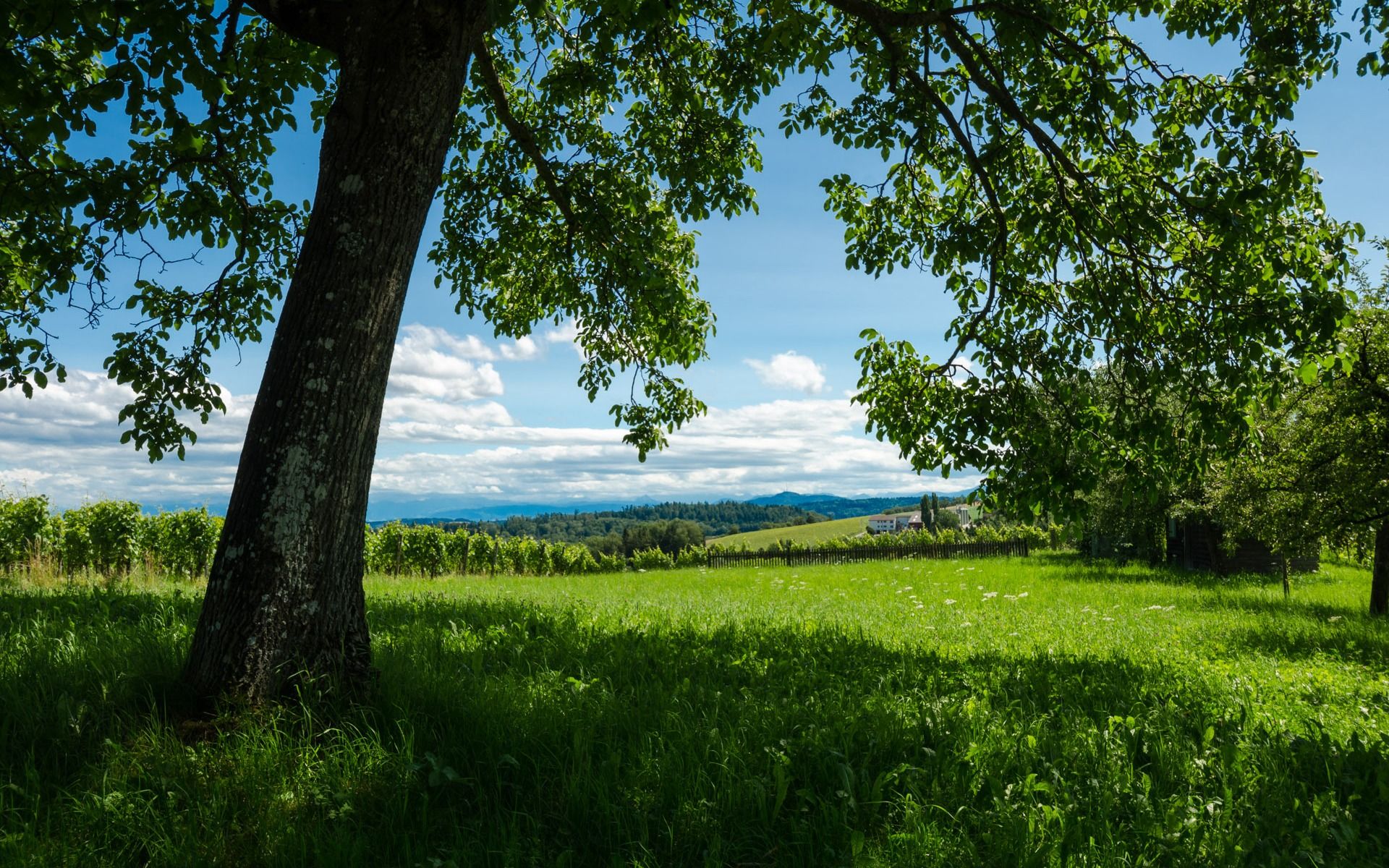 1920x1200 Summer Tree European Landscape Wallpaper