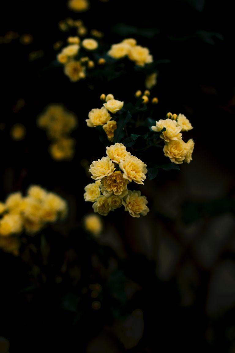 768x1152 Yellow, Rose iPhone Wallpaper