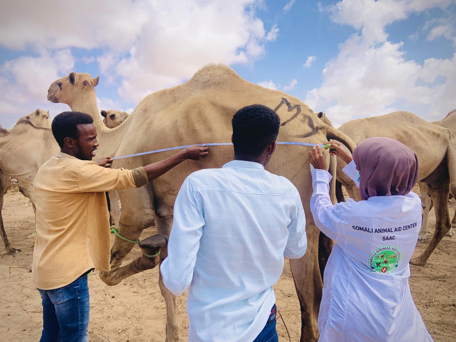 1920x1440 From Survival To Resilience: Camels In Somalia Are Proving A Climate Resilient Asset. Livestock Data For Decisions