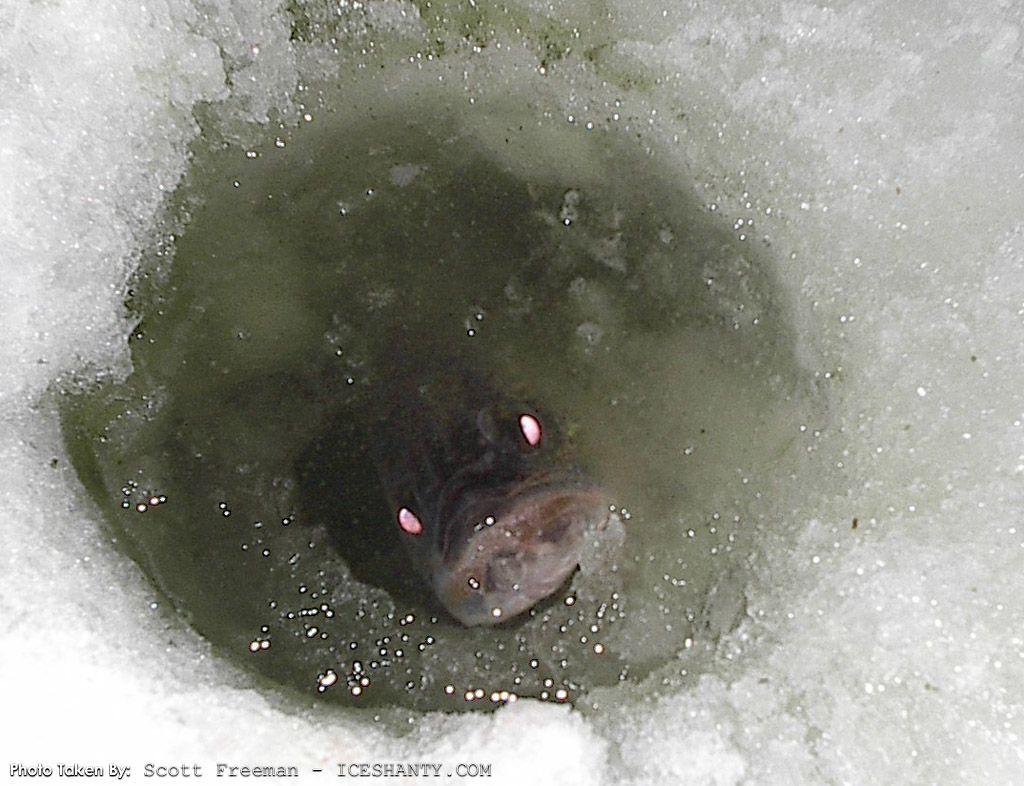 1024x786 Ice Fishing Wallpaper Picture