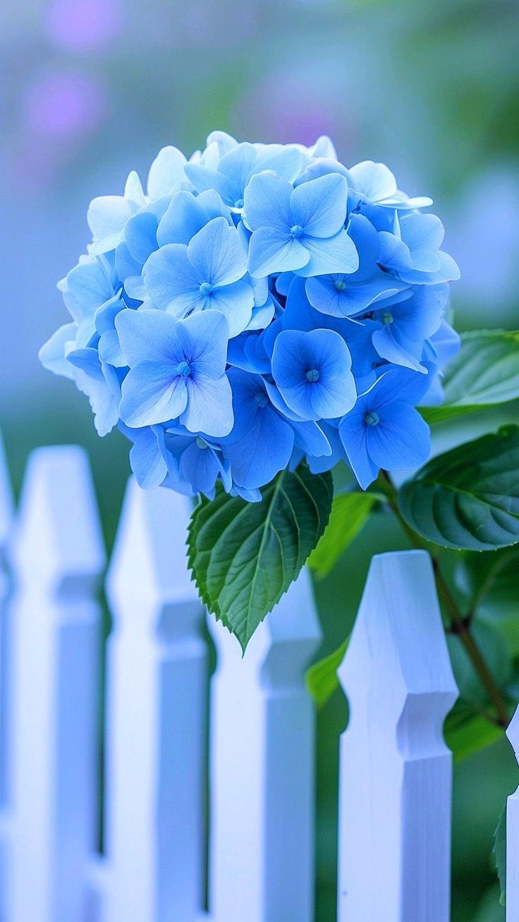 736x1308 Watch wallpaper. Happy friday, Blue flowers, Fence