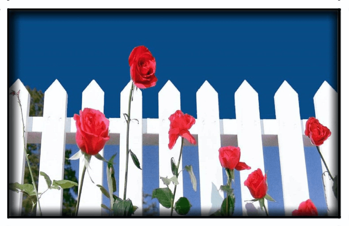 1200x778 Magnet Blue Velvet White Picket Fence David Lynch Suburbs Burbs