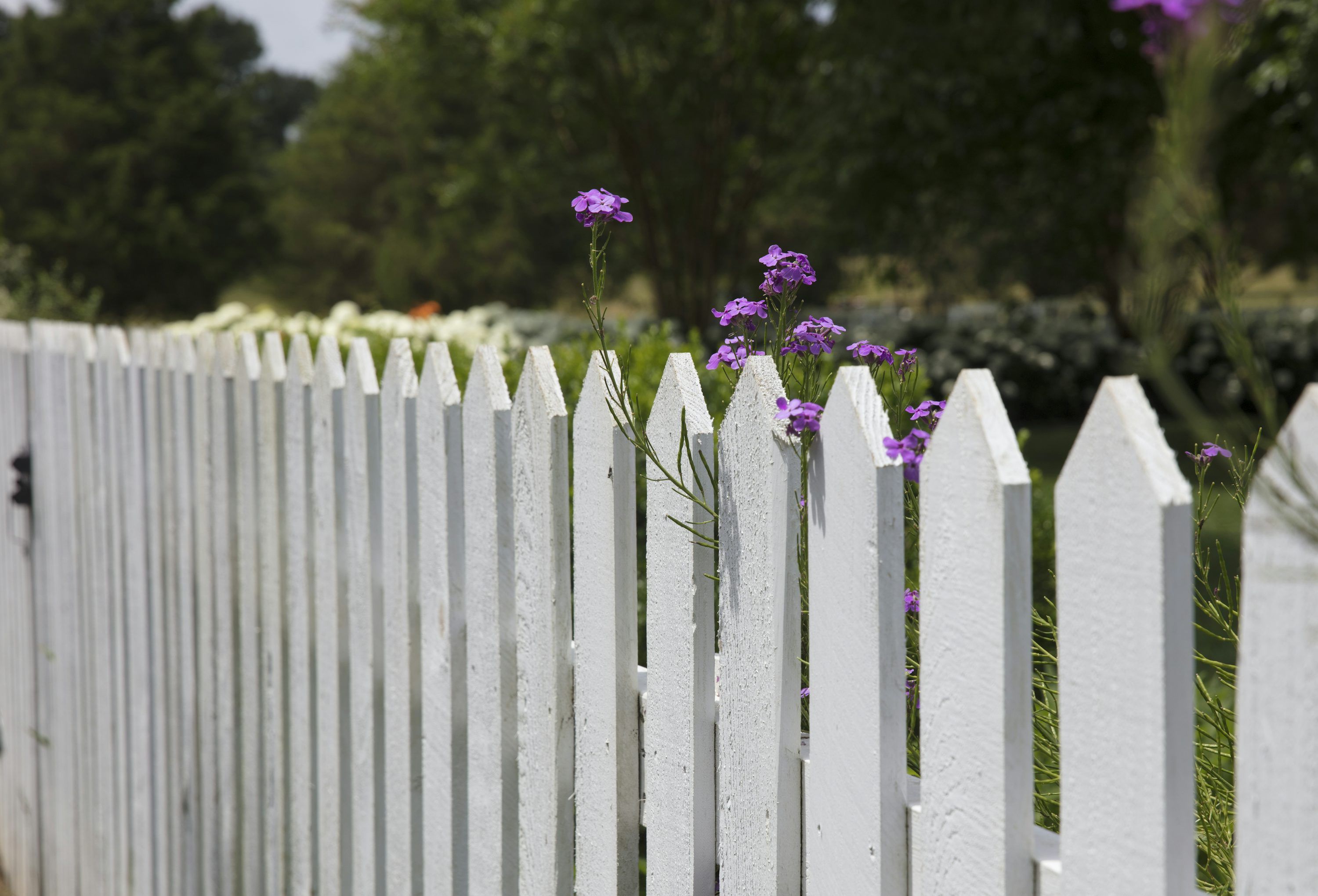 3000x2039 Fence Picture. Download Free Image