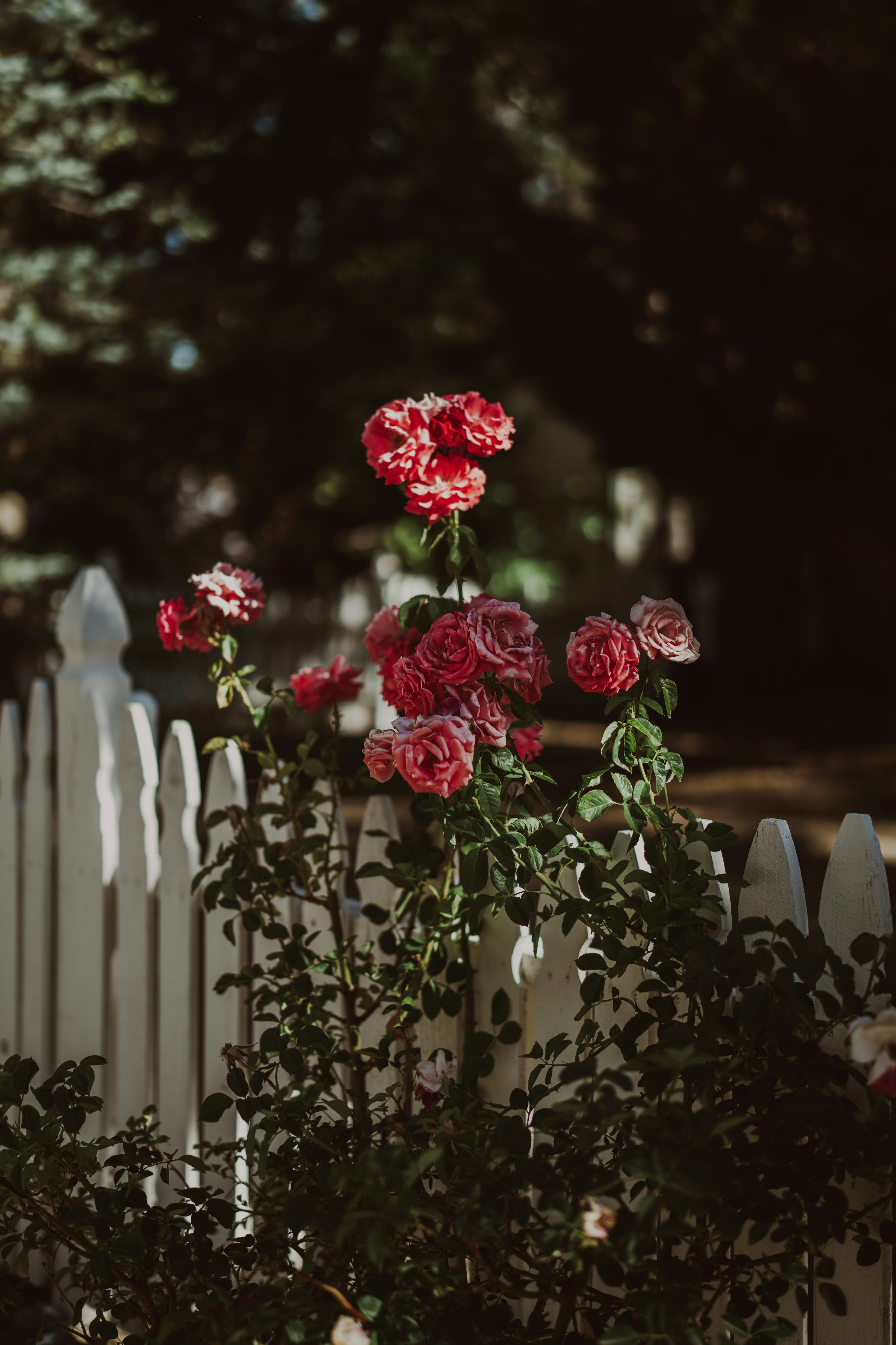 3000x4500 A white picket fence with red flowers in it