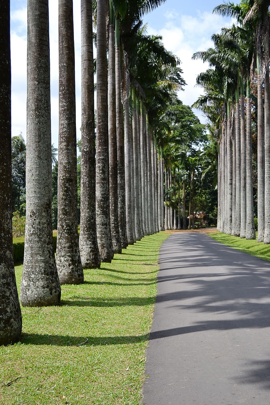 910x1365 Peradeniya 1080P, 2K, 4K, 5K HD wallpaper free download