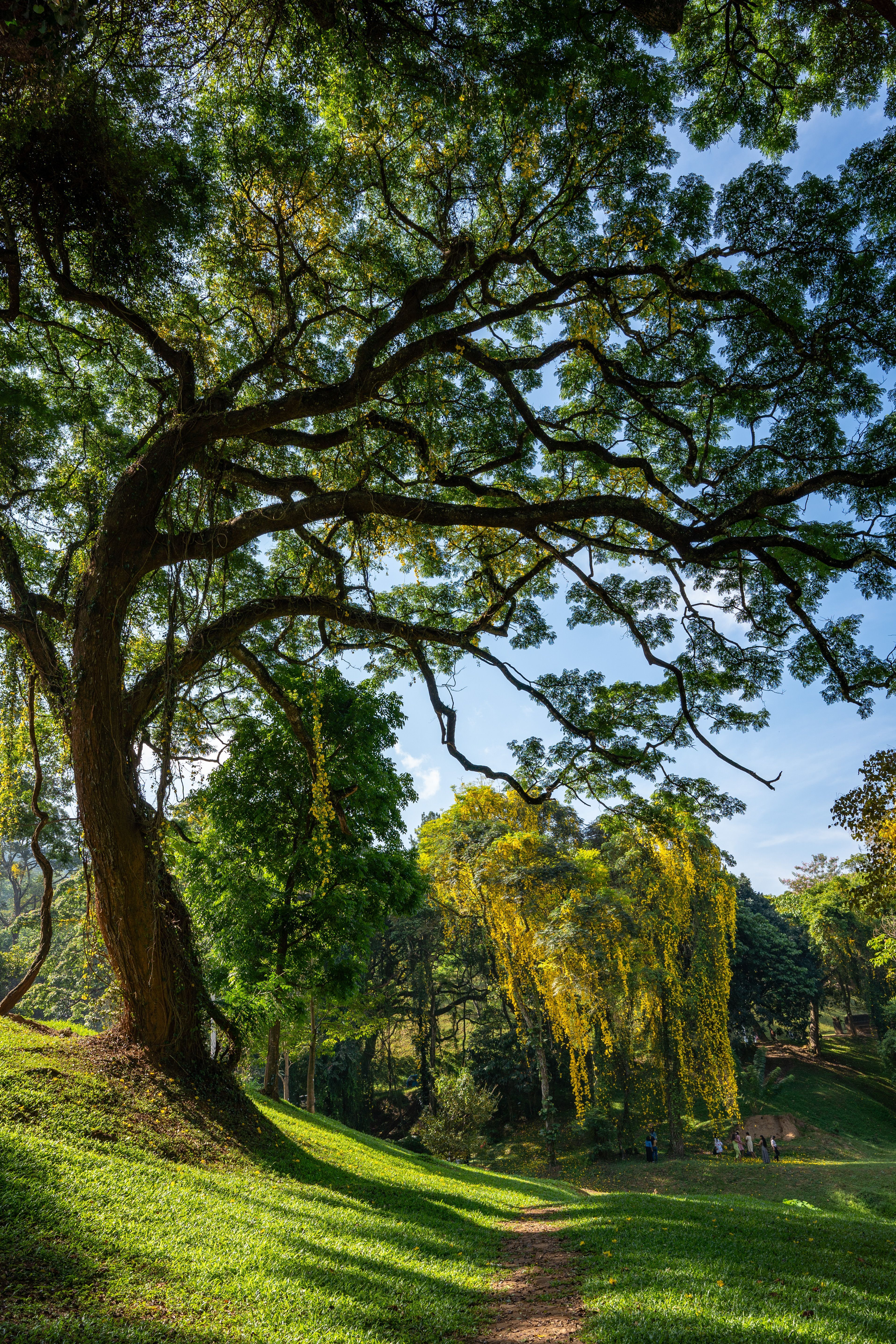 3835x5753 Peradeniya University Photo, Download The BEST Free Peradeniya University & HD Image