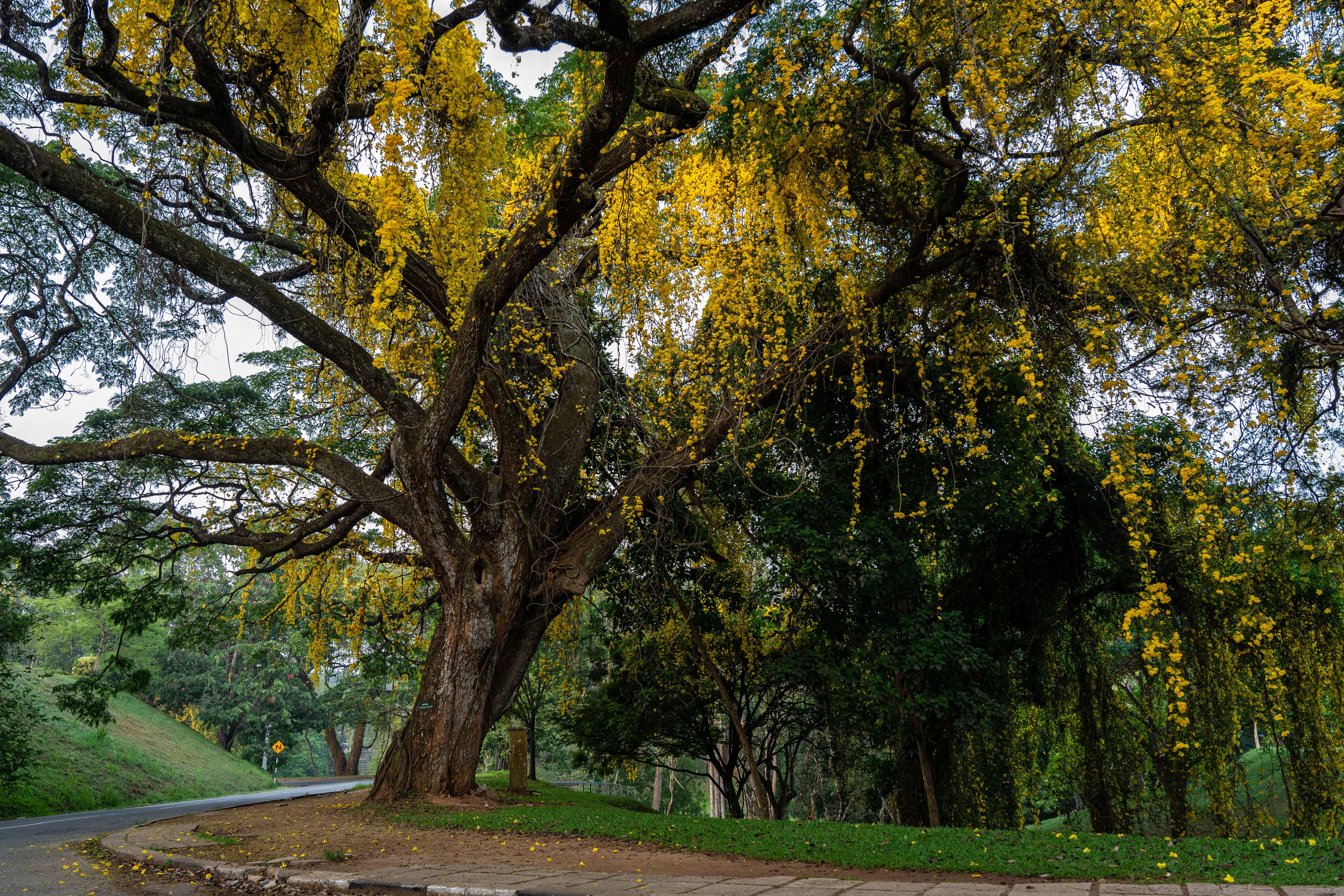5478x3652 Peradeniya University Photo, Download The BEST Free Peradeniya University & HD Image