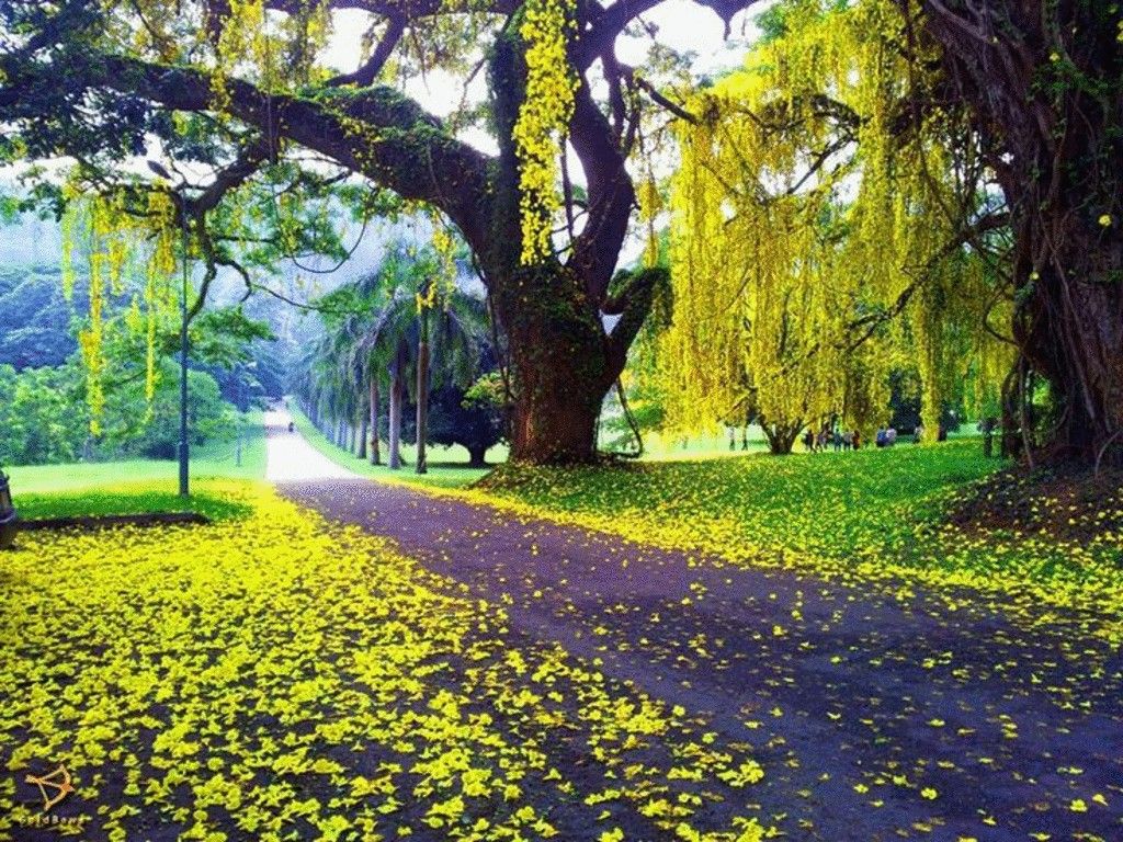 1024x768 University of Peradeniya, Sri Lanka
