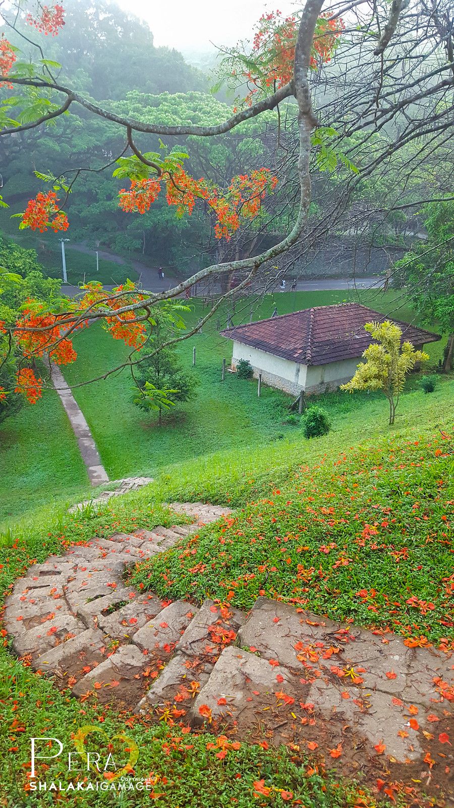 900x1600 University of Peradeniya