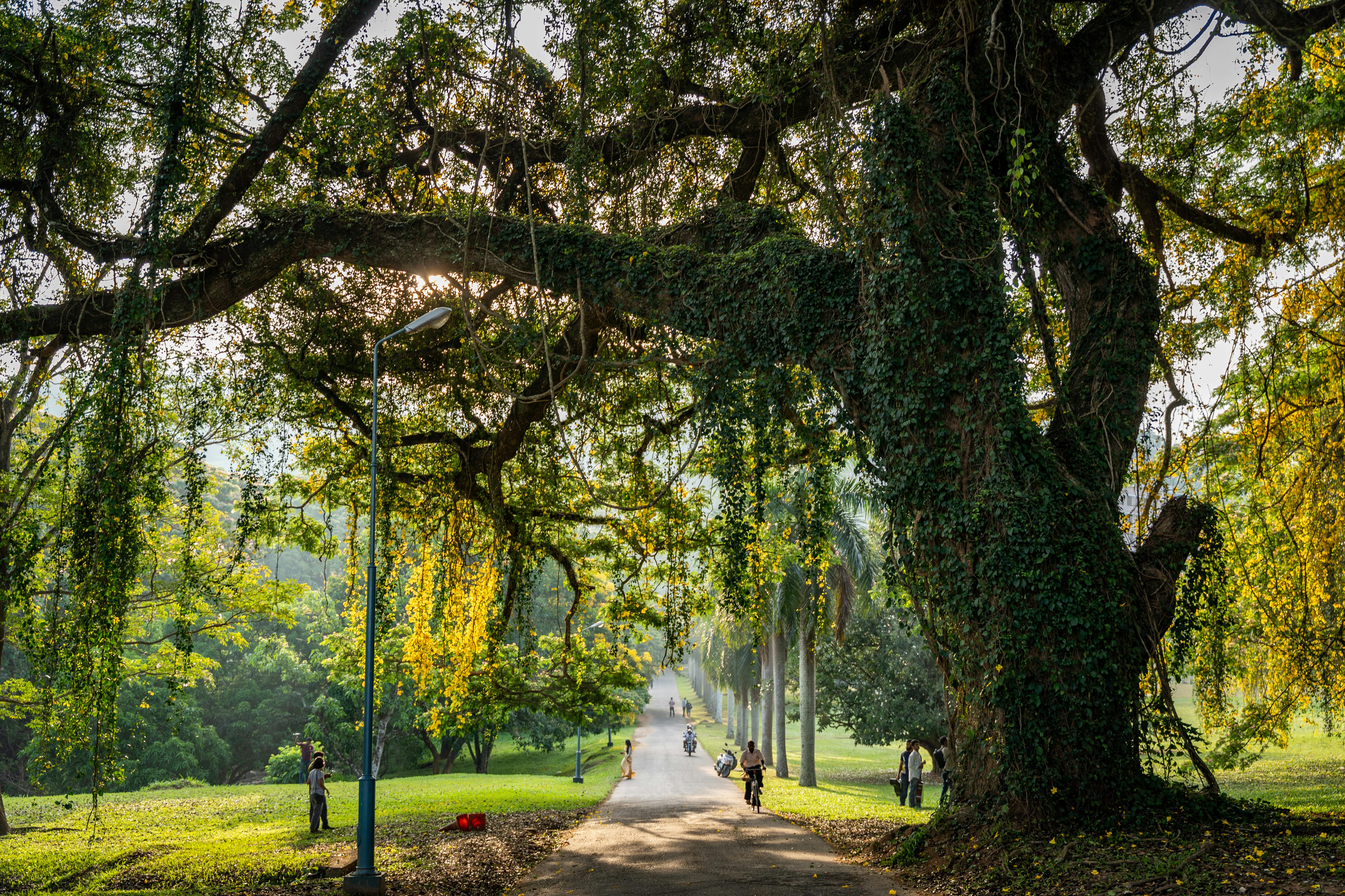 5830x3887 Royal Botanical Gardens, Peradeniya